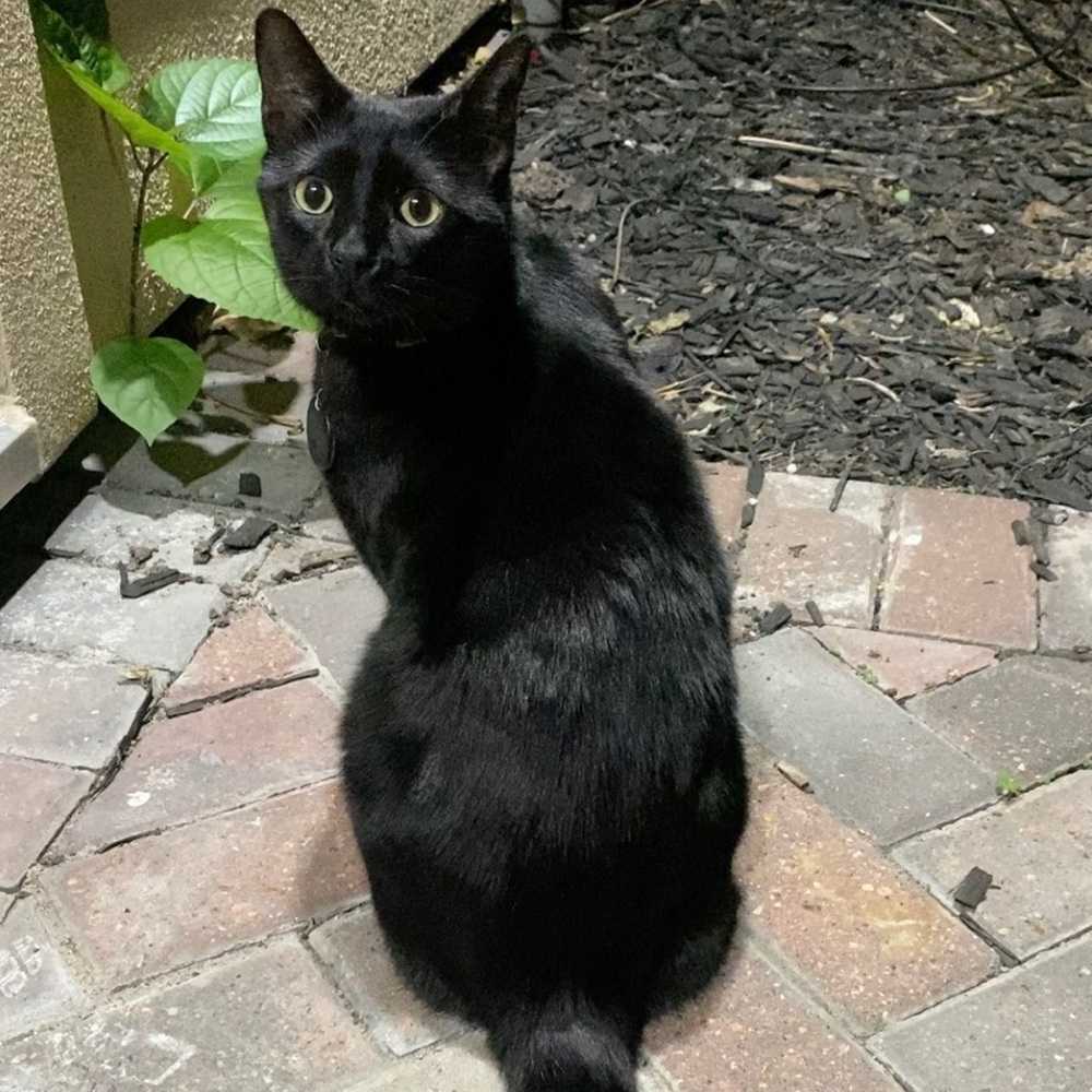 Meet your Posher, Natasha